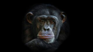 Ape